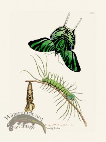 360 Butterfly Lielus